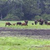 041 LOANGO Inyoungou Prairie avec Troupeau Elephants et Buffles 12E5K2IMG_79018wtmk.jpg